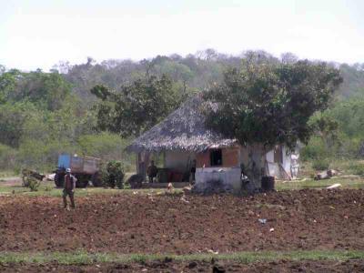 P3240135--Sweet Potato Farm.JPG