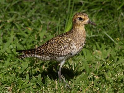 Golden Plover