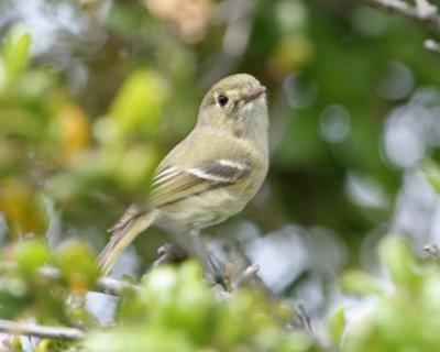 Hutton's Vireo