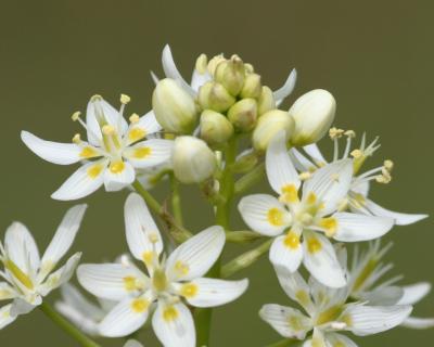 Star Lily (Zigadenus fremontii)