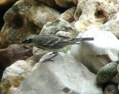 yellow-rumped warbler myrtle