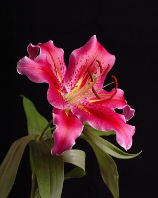 lily03b_5224.jpg