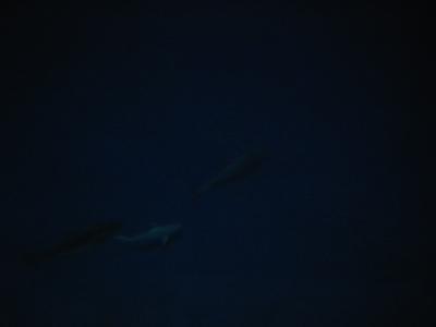 u7/wonderotter/medium/41055913.116_1628.jpg
