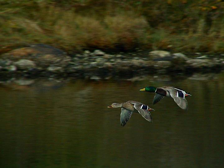 Mallards in flight.jpg