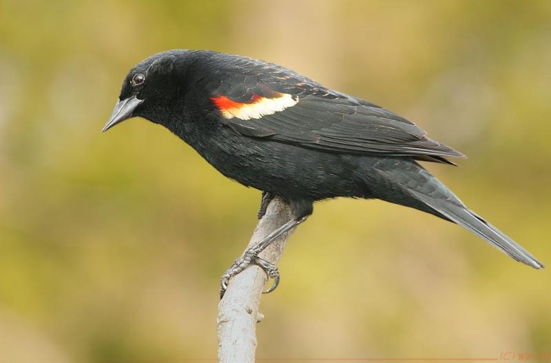 Red-Winged Blackbird <i>Agelaius Phoeniceus</i>