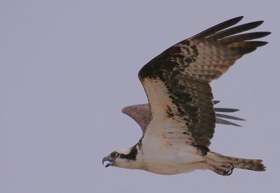 Osprey Pandion Haliaetus