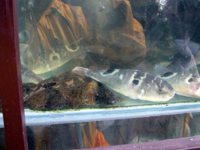 Zhou Zhong - indigenous fish