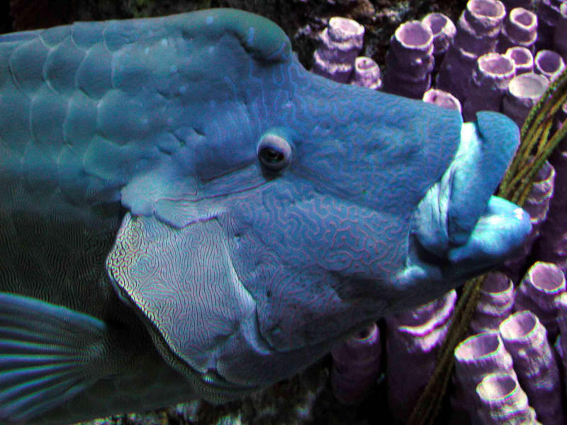 Napoleon Wrasse - CP990