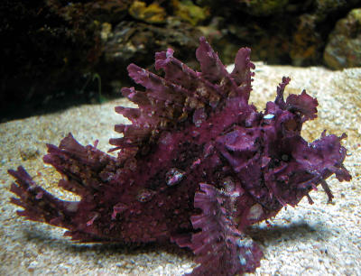 Weedy scorpionfish (Rhinopius frondosa)