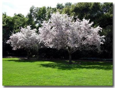 Flowering Cherry