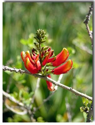 Erythrina Acanthocarpa - South Africa