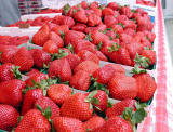 Starwberries! - CP990