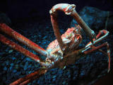 Giant spider crab