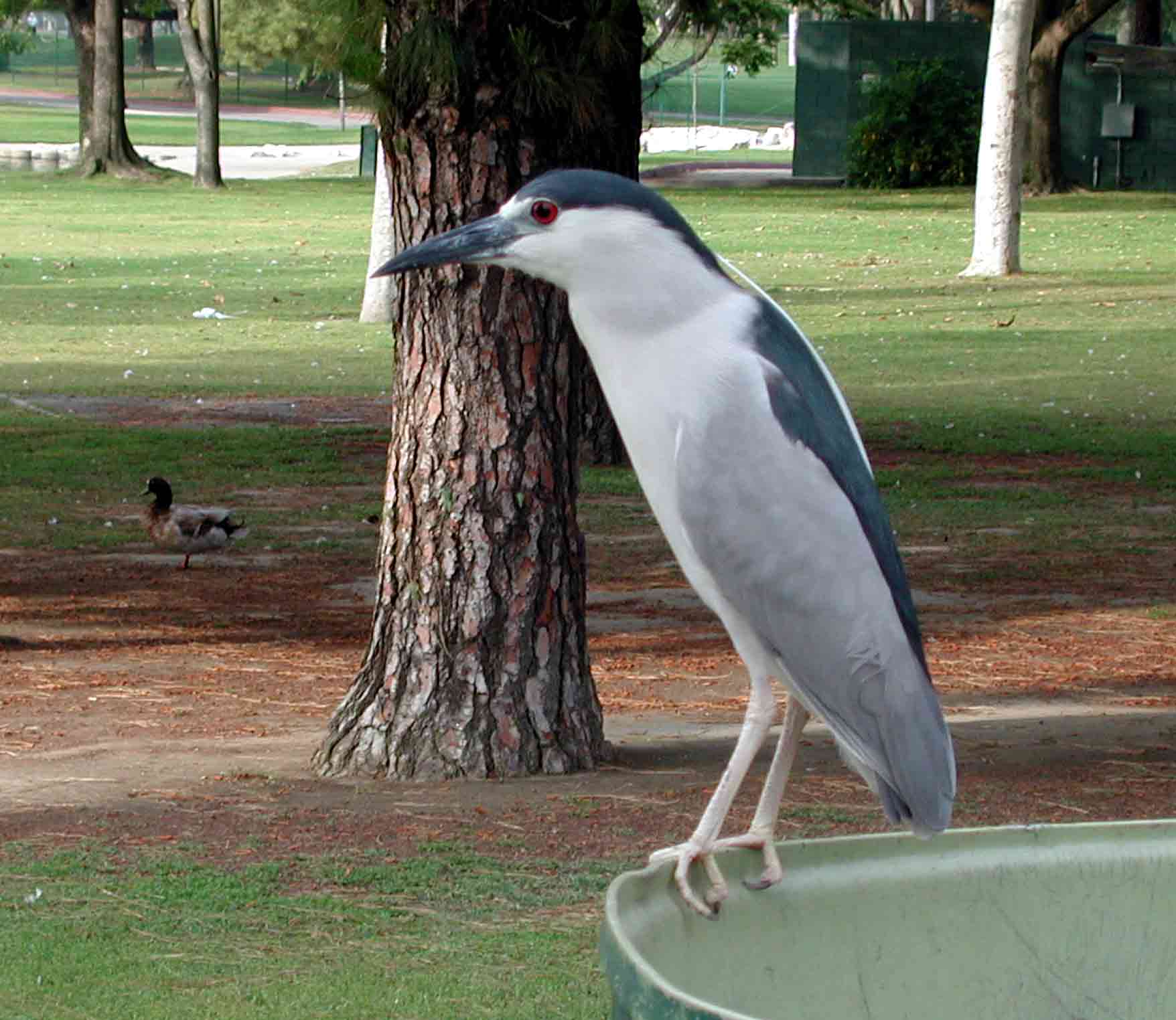 Night Heron - CP990