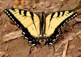 Eastern Tiger Swallowtail (Papilio glaucus) male