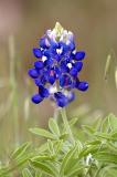 Texas Bluebonnet