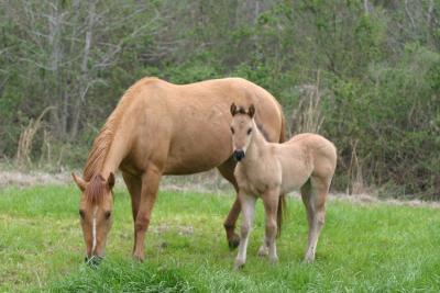 cowhorse foals at the XT ranch, Crystal Springs, Ms