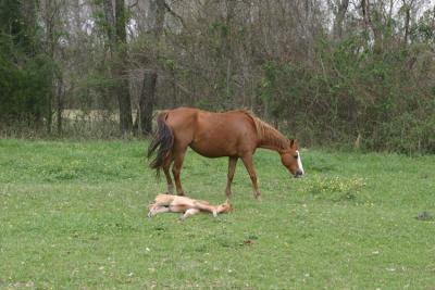 u7/xtranch/medium/41260975.naptime.jpg