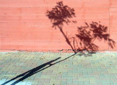 Tree shade on red wall