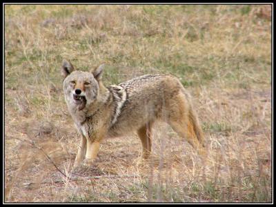 3-05coyotevole.jpg