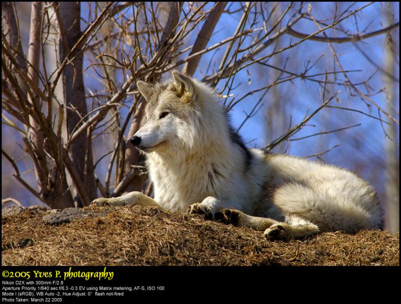 Wolf Wolf ...