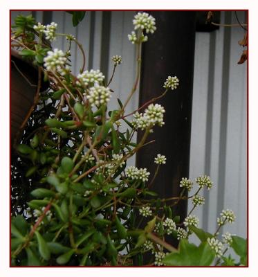 Crassula pruinosa