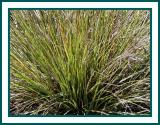 Native grass