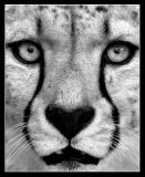 *** Black & White, Sepia ***