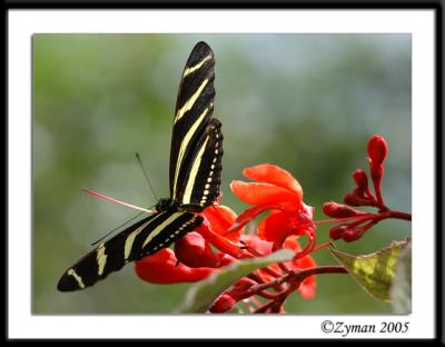 Butterflies