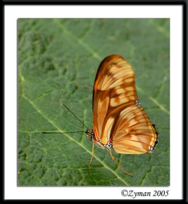 u7/zymans/medium/41270190.DSC_0715.jpg