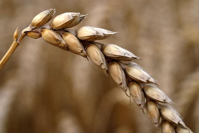 Wheat/Getreide
