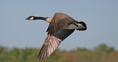 egrets_ducks_herons