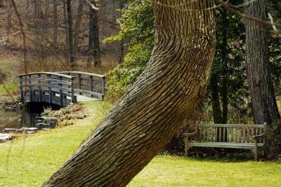 Bridge Tree & Bench