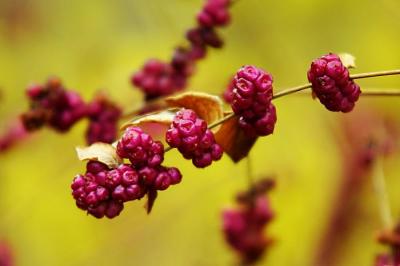 Coralberry #2