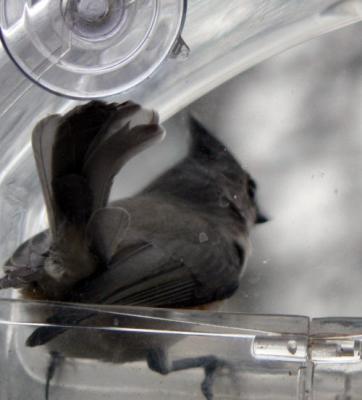 120904Titmouse.jpg