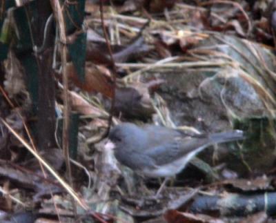 121004Junco.jpg
