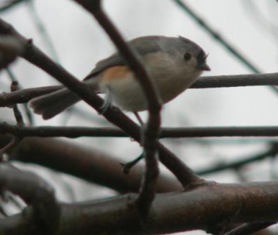 121004Titmouse2.jpg