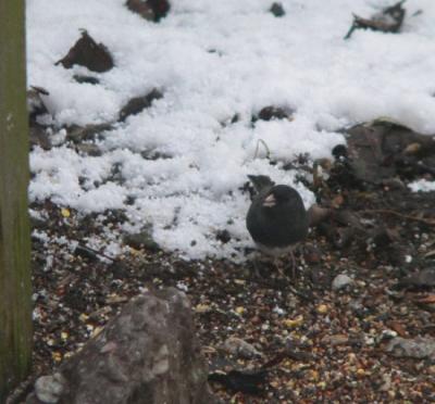 121304Junco.jpg