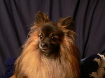 12042004Taz.jpg