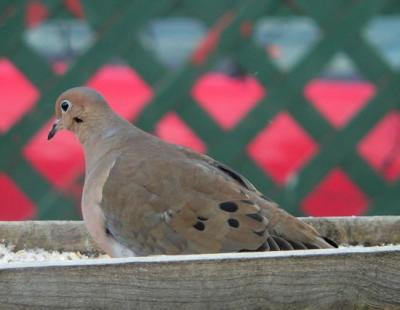 mourning_doves