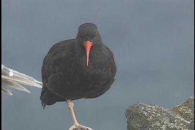 Black Oystercatcher - 2004