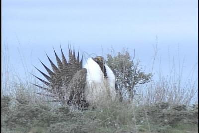 Greater Sage Grouse - Leahy 2003