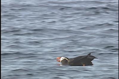 Tufted Puffin - Diamond Point 2004