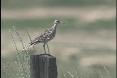 Upland Sandpiper - Spokane 2004