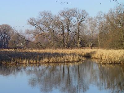 Lynde Marsh