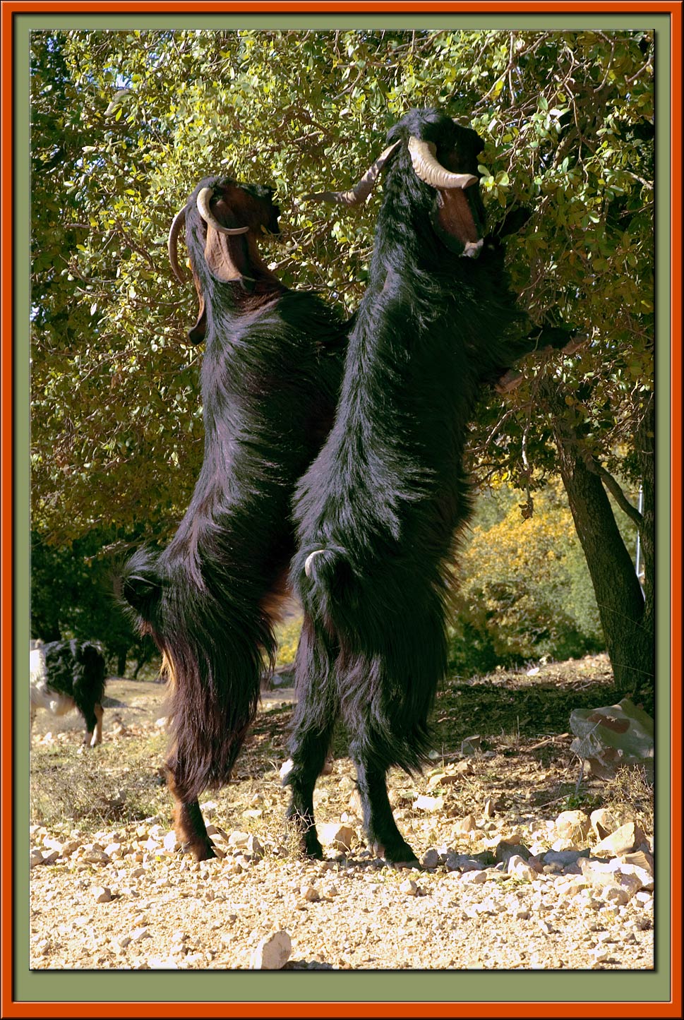 Nibbling the oak trees