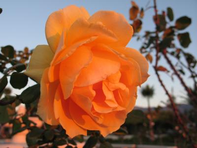 Rose at Sunrise 1