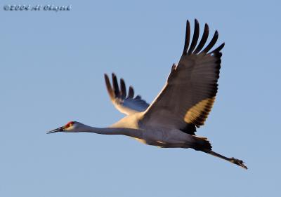 DSC_7910a.jpg