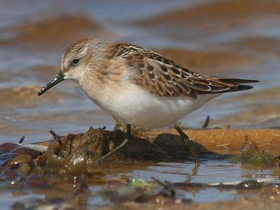 Little Stint - Dvrgryle - Calidris minuta