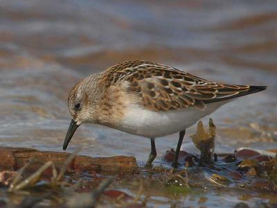 Little Stint - Dvrgryle - Calidris minuta